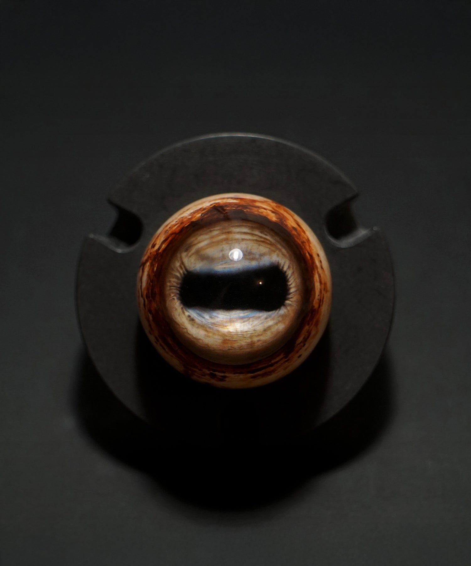 Animal Eyes
